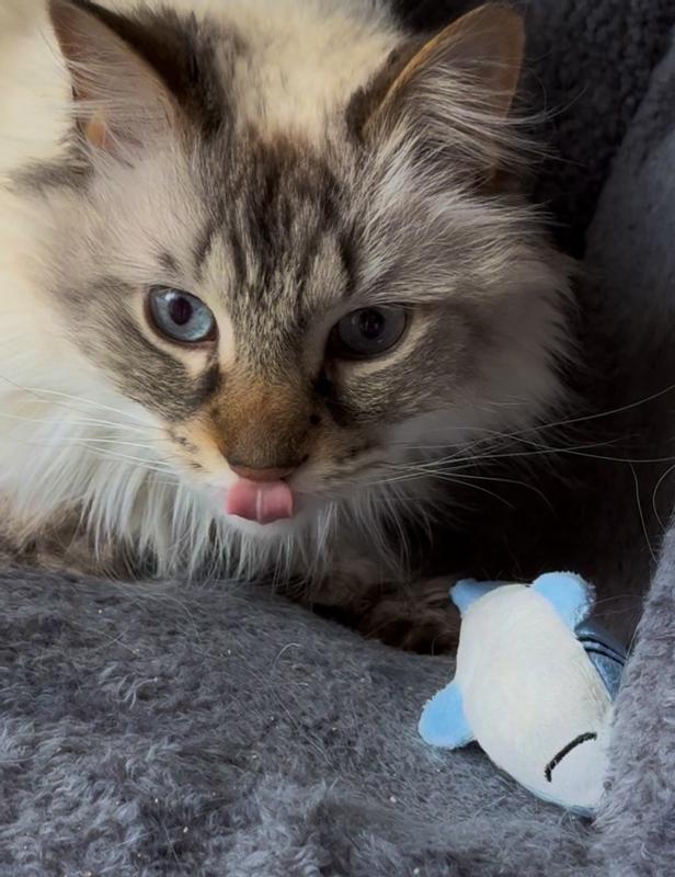 Leon enjoyed playing with his new Shark toy!