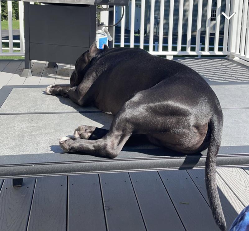 Look at that coat shine!