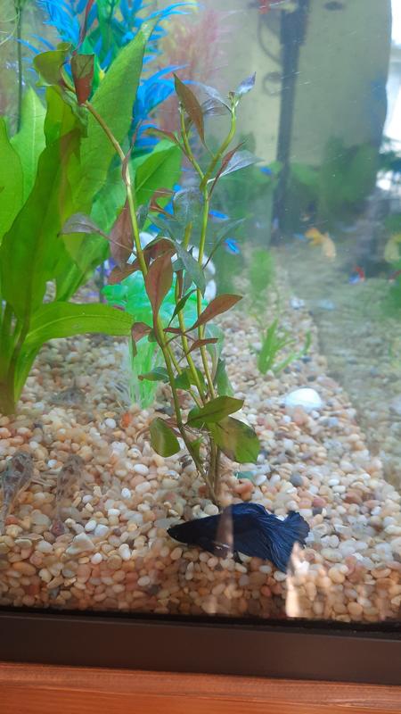 Lost some leaves but still alive