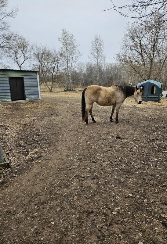 Brandy my Paint Mare