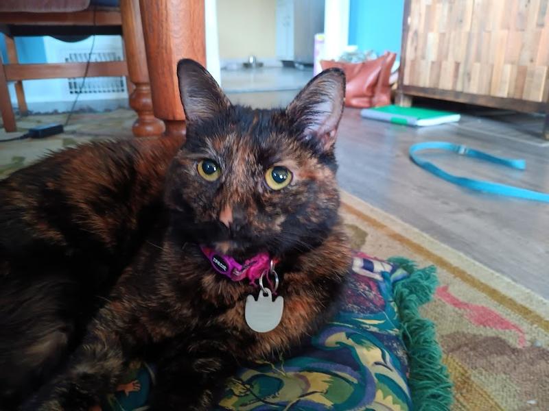 Thank you for the flowers Chewy! We miss you so much , surly Jenny <3