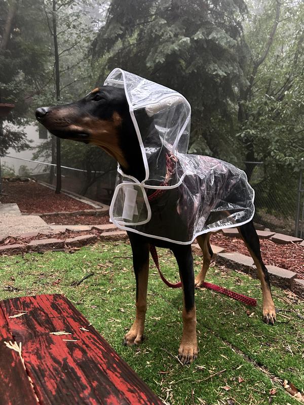 Clear plastic shop dog raincoat