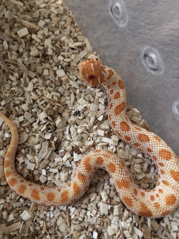 Great for burrowing snakes