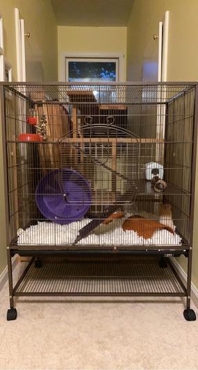 Prevue rat and chinchilla hot sale cage