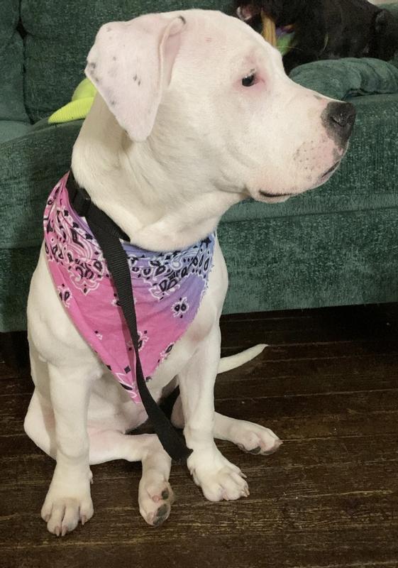 Perfect for Puppy training