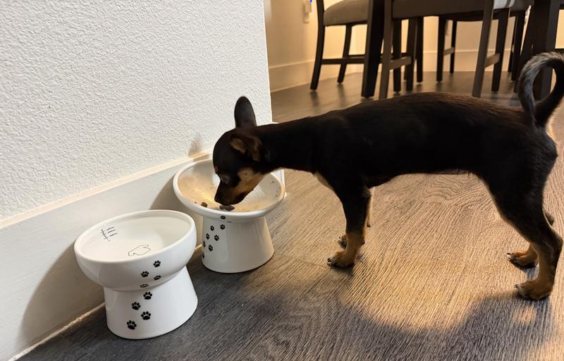 NECOICHI Tilted Elevated Dog & Cat Food Bowl - Chewy.com
