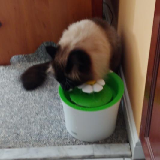 Our seal point Siberian Manny enjoying some water in his fur.