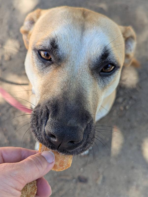 This pup is not picky, and she loves these treats! She often carries each one into a different room to enjoy it.