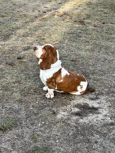 Shampoo for basset fashion hounds