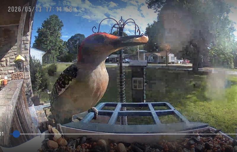 Red-bellied Woodpecker