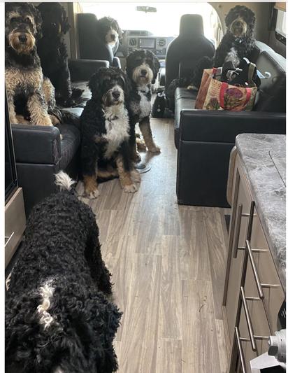 7Bernedoodles