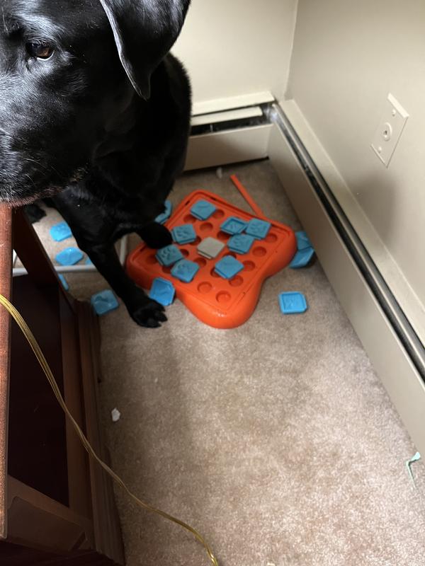 Nina Ottosson Challenge Slider Outward Hound Challenge Slider Dog Puzzle  Toy｜TikTok Search