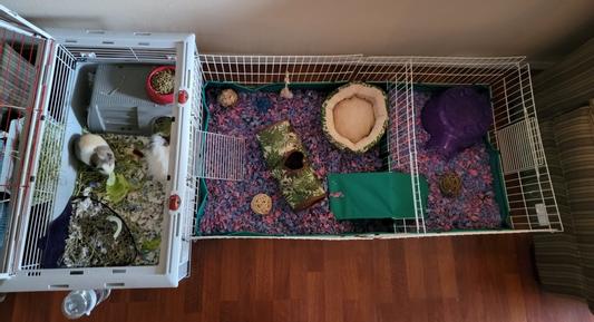 Midwest guinea habitat outlet guinea pig home