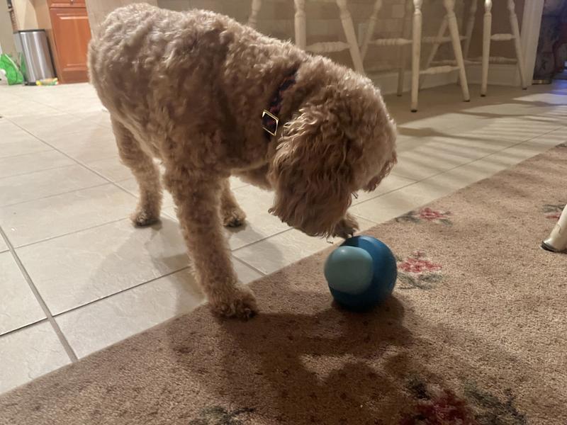Bailey getting his treats