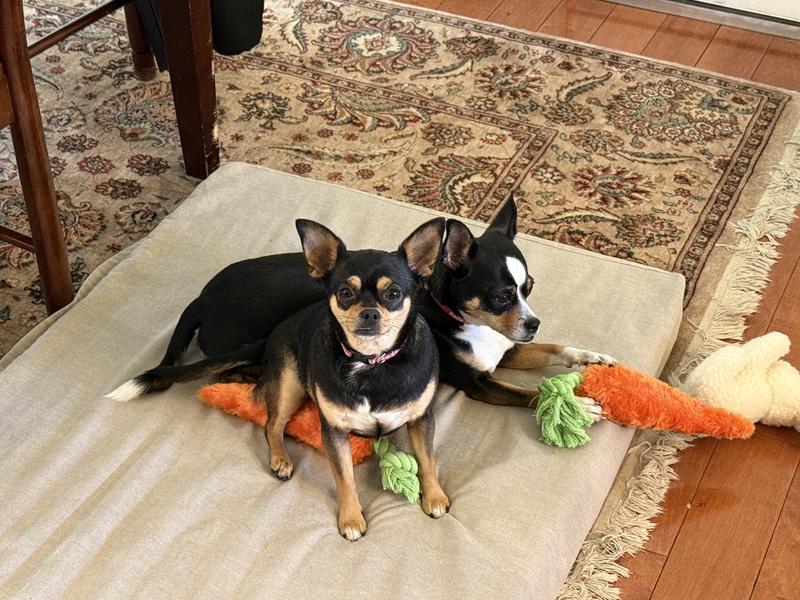 They both seem to like them. At times one had both. Dinky is hiding hers from her sister 🤣