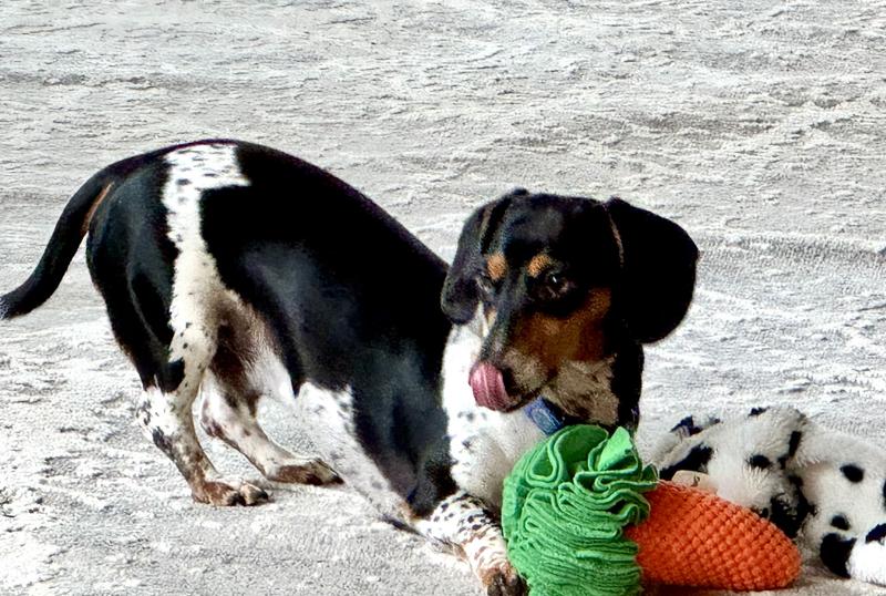 Having fun with my new carrot!