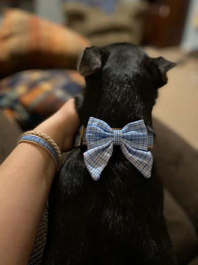 PETTSIE Bow Tie Dog Collar Friendship Bracelet, Blue, Medium