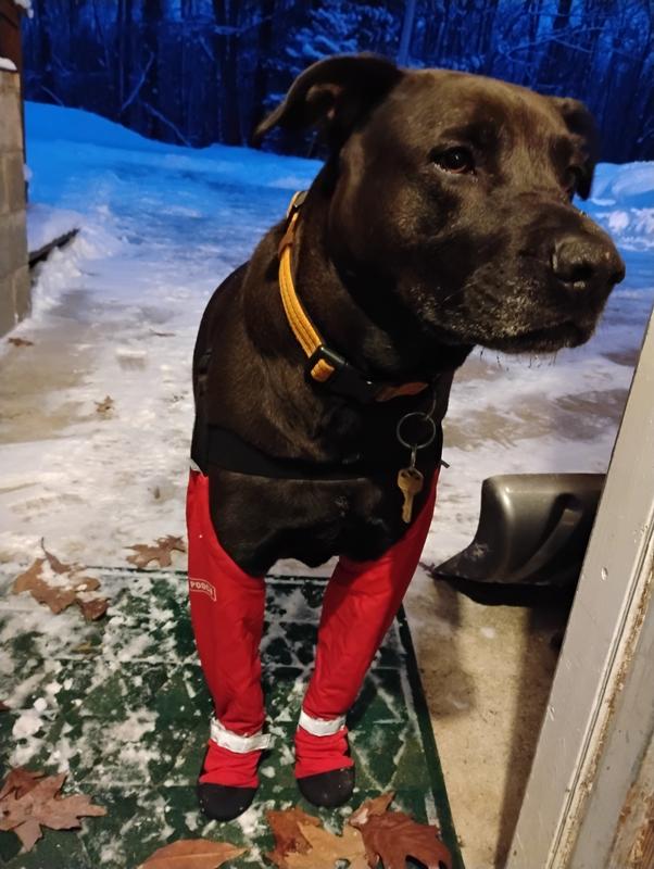 He didn't flick his feet like other booties. He ran around normally.