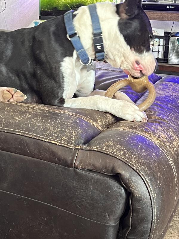 Not the best pic but he loves this new bone!