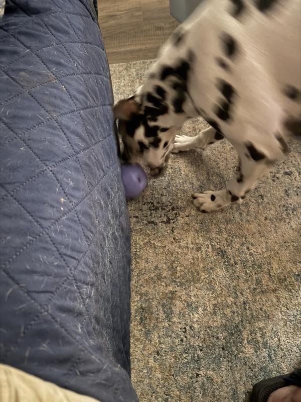 Getting the ball away from the sofa