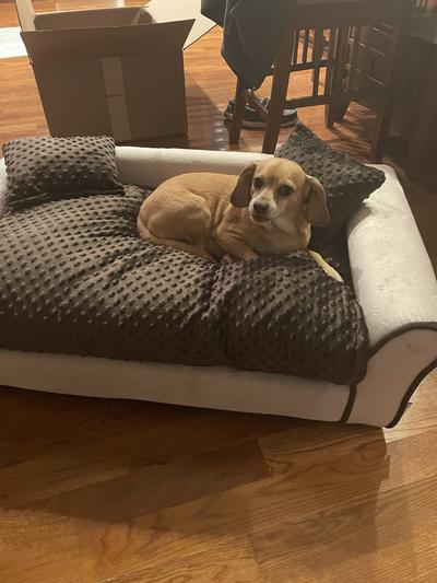 My babygirl LOVES her new bed! She says thank you Chewy!