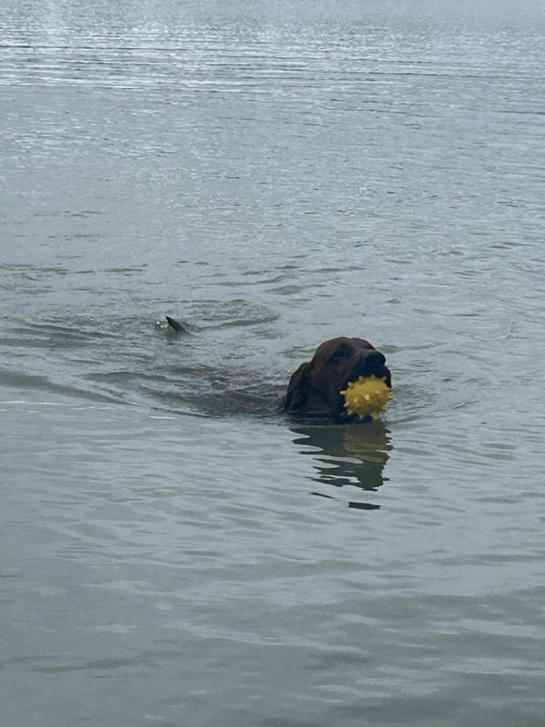 Dog retreiving the same ball but different color