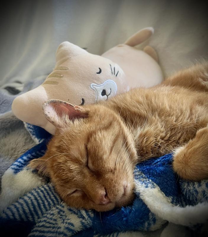 An after dinner nap after having his Wellness food.