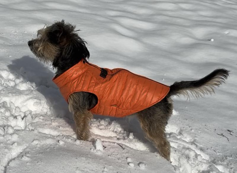 Auggie's puffy coat