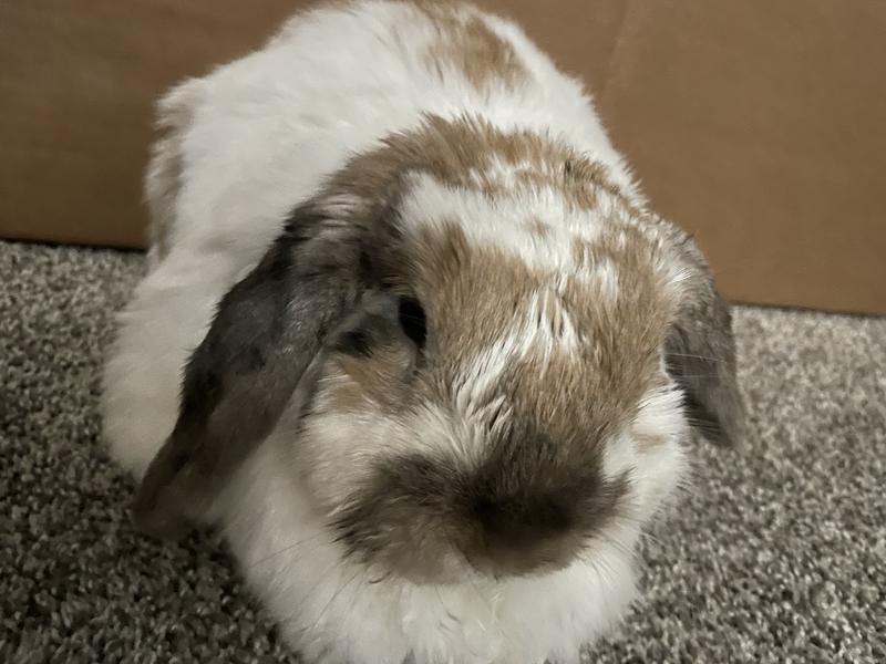 Our adorable  and loving ball of fluff