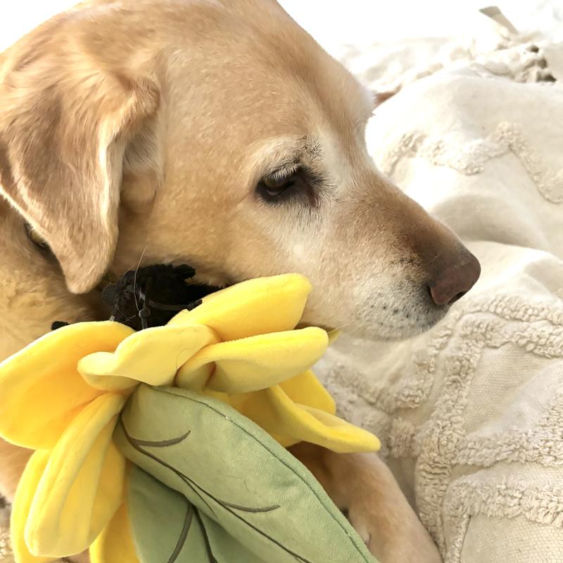 Frisco Spring Sunflower Plush Squeaky Dog Toy