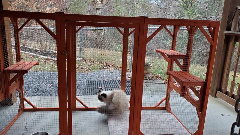 Chewy catio clearance