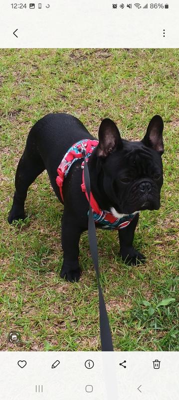 Handsome boy with brand new harness and leash from chewy!