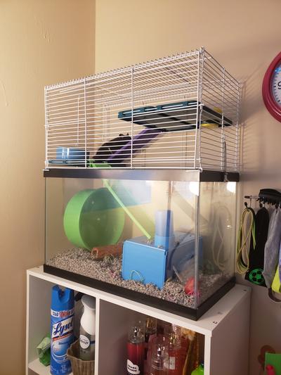 10 gallon hot sale hamster cage