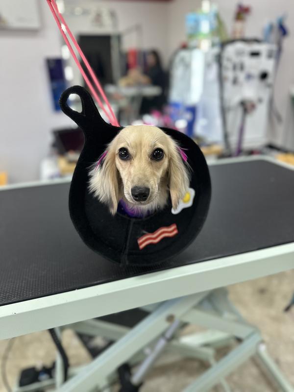 Eggs, bacon, and sausage. Perfect for your wiener dog!