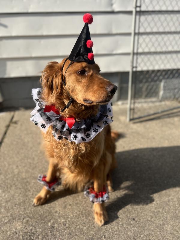 Discontinued FRISCO Clown Dog Cat Costume Accessory, X-Large