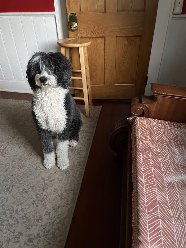 Used on the carpet and the couch.