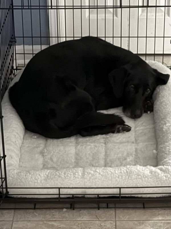 Our 10 year old Labrador gun dog napping the Lab Puppies crate.  Must be comfy...