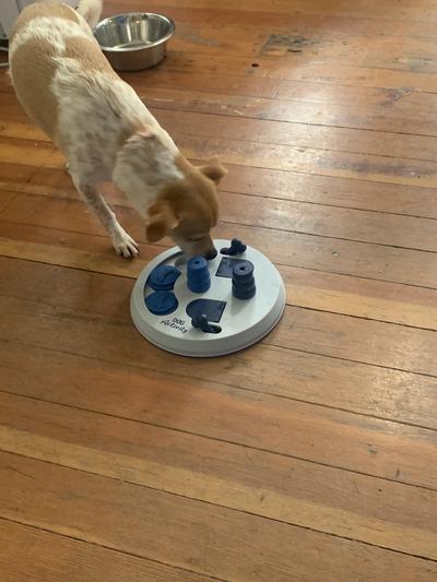 Trixie Dog Activity Flip Board 23 cm - So Pawtastic