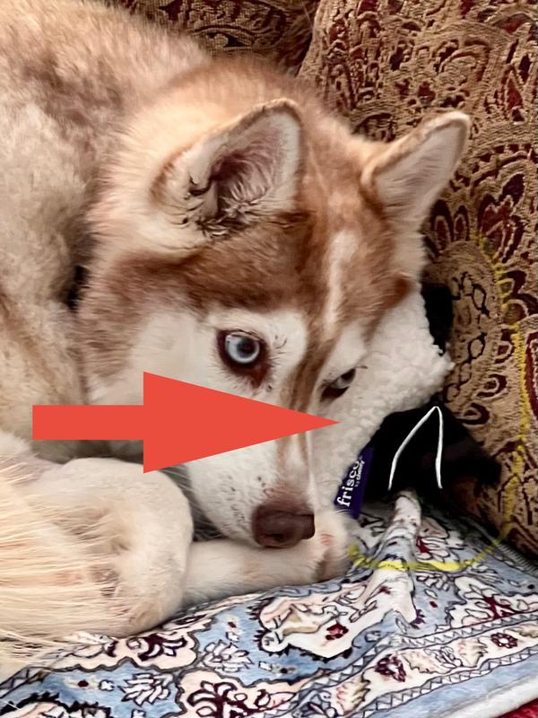 Hmm. Makes a nice pillow.