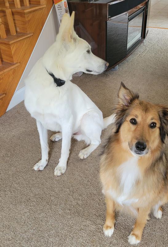 Ghost is 9 and Bailey is 13. I'll let you figure out which is which.