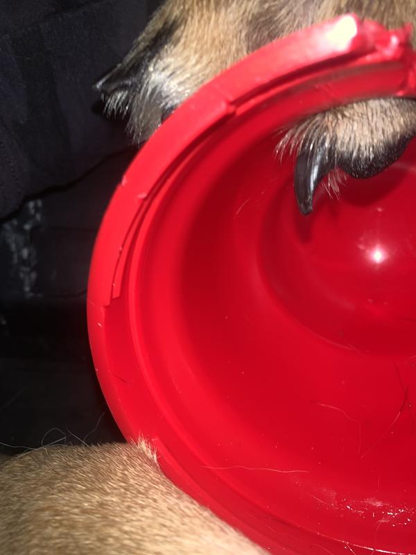 Golden Daily Scoop: Chewy Delivers Kong Wobbler Fun #ChewyInfluencer
