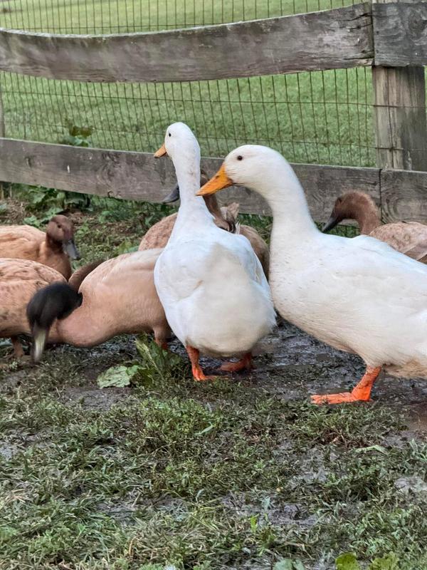 My ducks and geese