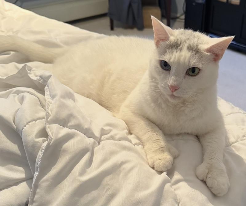 Julia my sweet green blue eyed polydactyl.