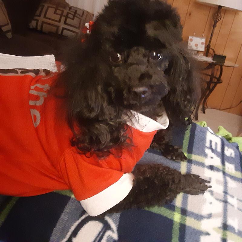 Topaz Black Princess Beauty Support Dog.