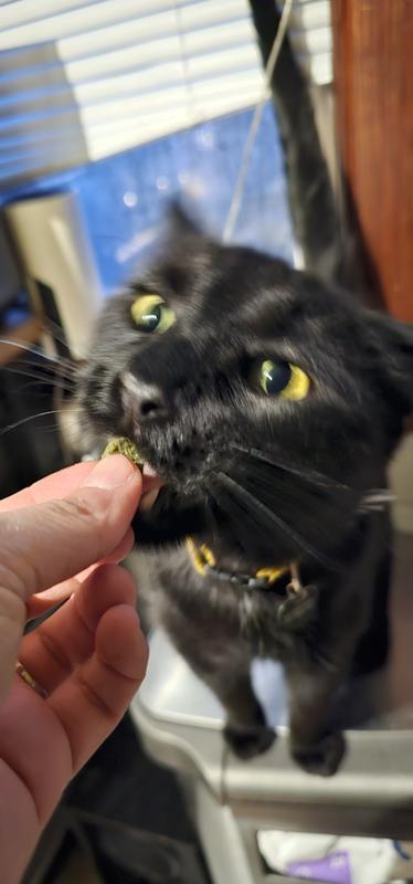 Peppercorn enjoying the treat