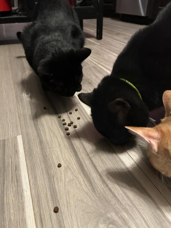 I gave it to them as treats so I didn’t upset their tummies with new food.