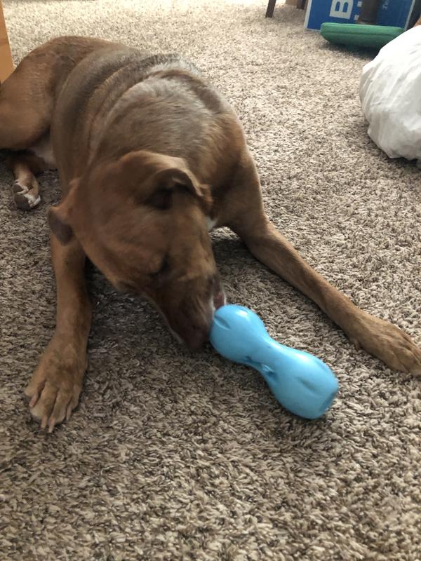 This is when he was a puppy