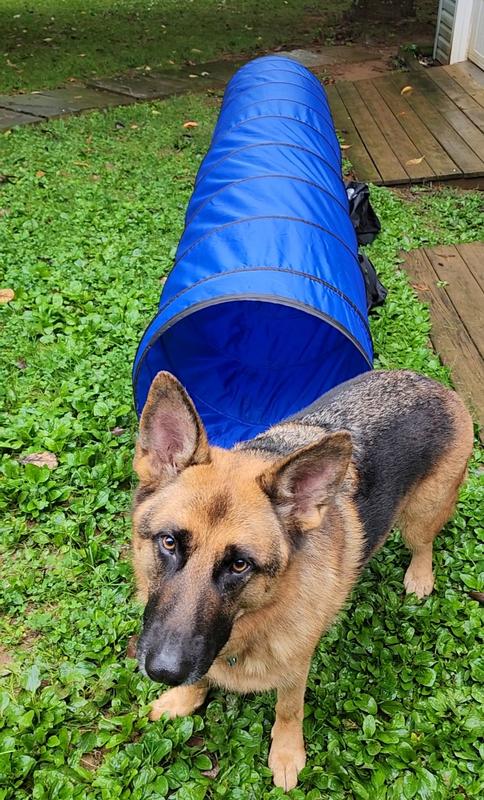 Perfect size for larger dogs.  Works great for my GSD.