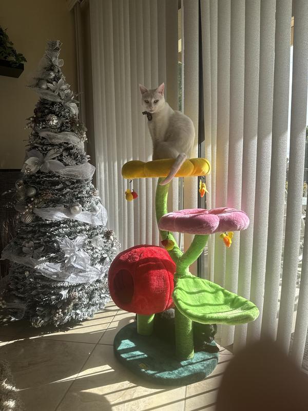 Alpha brother gets the top spot!