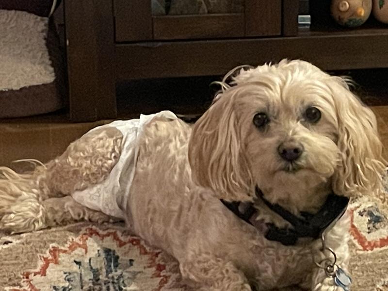 FRISCO Disposable Female Dog Diapers, Small, 50 count